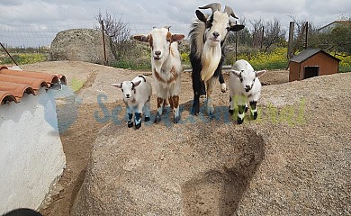 Finca-Granja El Chaparral en Orgaz - Foto 1, Toledo