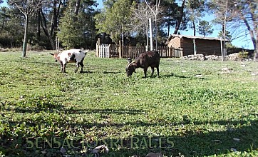 Apartamentos Rurales Las Maravillas en Beas de Segura, Jaén